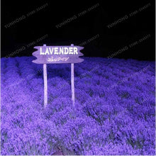Load image into Gallery viewer, French Provence Lavender Bonsai
