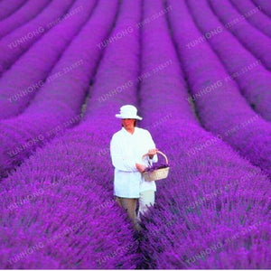 French Provence Lavender Bonsai